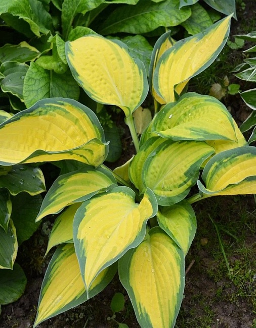 Хоста Оранж Мармелад